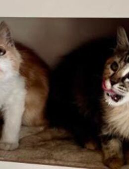 RESI&RIKKI - Zwei Herzen im Doppelpack! - Sulzbach-Laufen