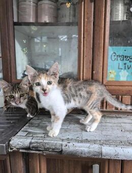 Katze LUNA abgemagert und voller Flöhe - Augsburg