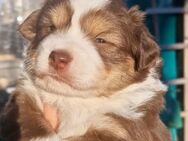 Mini Aussie Welpen