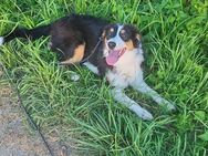 Hündin, Australian Shepherd, 8 Monate sucht Zuhause ;) - Barbing