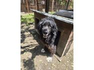 Alfi - dringend PS o. Zuhause gesucht! - Oberwies