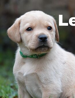 Labrador Welpen auszugsbereit - Hörselberg-Hainich