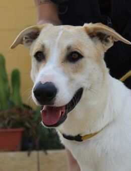 Clifford möchte gerne die Welt entdecken - Laatzen