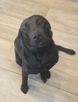 Labrador - Aurich