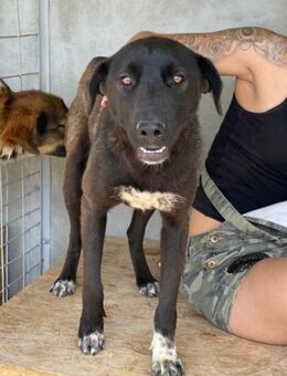 Kimura von kettenlos - Bollingstedt