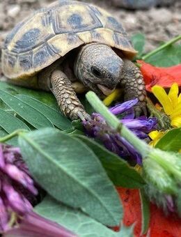 Griechische Landschildkröten - Seelbach (Baden-Württemberg)