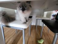 Verkaufe meinen Perserkater - Weißenfels