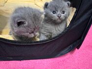 Babykatzen zu verkaufen - Simbach