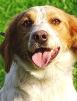 Hundedame LAURA - Gefrees