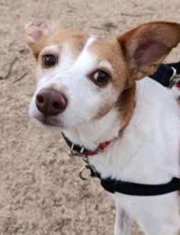 Bella- Zuckerschnute sucht Familie - Freudenstadt