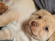 Labrador Retriever Welpen