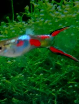 Endler Guppys - Hohenroth