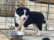 Border Collie Welpen - Köln