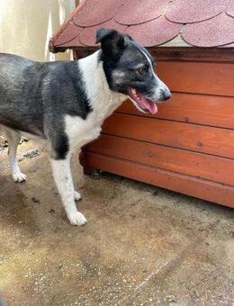 🌺Tina sucht ein liebevolles Zuhause🌺 - Eislingen (Fils)