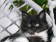 Maine Coon Kitten Mädchen - Witten