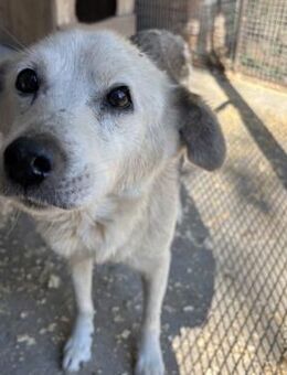 ALASKA - LEBENSABEND GEWÜNSCHT - Nörten-Hardenberg
