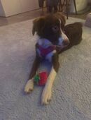 Australien Shepard in 51469