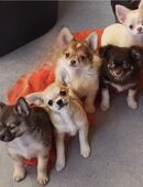 Chihuahua Welpen suchen ein neues Zuhause in 25421