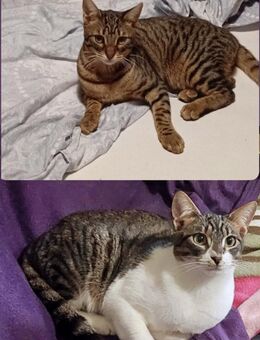 Mailo und Pheabo aus dem Tierschutz - Grevenbroich