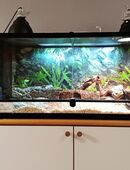 Schwarze Wüstenkettennatter 3 Jahre alt mit Terrarium in 34134