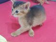 Abessinier Kitten, 3 Monate alt reinrassig, wildfarbe in 06712