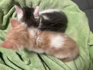 Katzen kitten 2 Kater - Vaihingen (Enz)