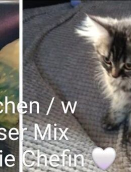 2 Perser Mix Kitten - Dunningen
