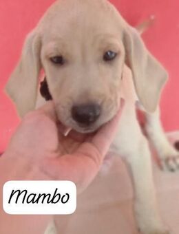 Mambo 🩵🩵🩵 welpentypisches Hundekind - Bad Karlshafen