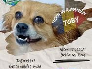 TOBY - kleiner Mann, großes Herz - Waakirchen