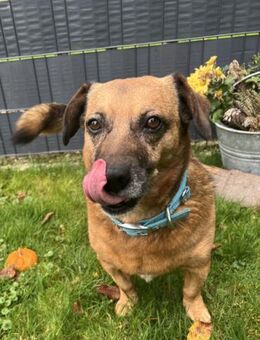 Rudy - ein entspannter Hundekumpel - Paderborn