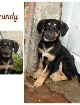 Brandy - Wendelstein