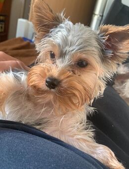 Yorkshire Terrier (männlich) - Neuzelle