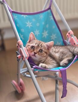 BKH KITTEN ABHOLBEREIT - Esslingen (Neckar)