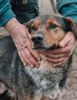 Socke sucht seine Familie - München