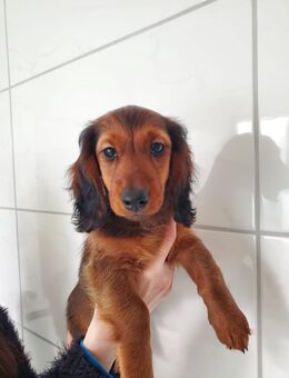 Zwerglanghaardackel Welpen ein Rüde noch frei - Kruft