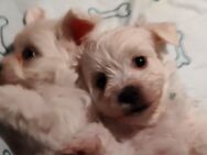 Bichon Malteser Welpen - Adorf (Vogtland)