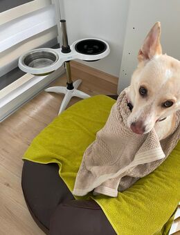 Galgo Labrador mischling - Kaufbeuren