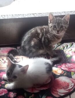 Süße Katzenbabys abzugeben - Idar-Oberstein