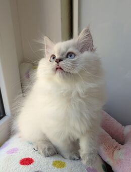 Wunderschöne BLH Kitten Mädchen und Jungen geimpft - Borkwalde