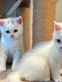 Rassereine BKH Kitten - Schenkon