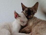 2 reinrassige Devon Rex anzugeben - Wickede (Ruhr)