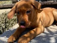 Hallo ich bin Stevie! Labrador Welpe foxred - Hofbieber
