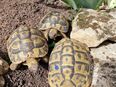 Weibliche Griechische Landschildkröten in 67551