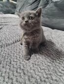 BKH Kitten in 76726