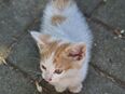 Maine Coon Mix Kitten in 03130