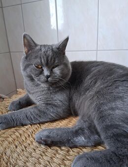 BKH Kater , 2 Jahre alt - Rinteln