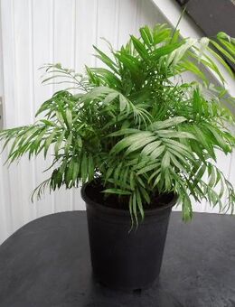 Zimmerpflanze Bergpalme Chamaedorea elegans pflegeleicht grün - Flensburg