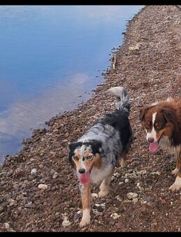 Australian Shepherd Welpen, ASCA Papiere - Kölleda
