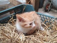 Katzenbabys - Aurich