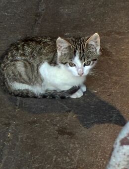 Katzen Kitten - Haren (Ems)